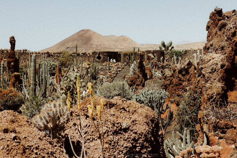 cactus Lanzarote
